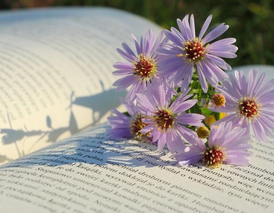 Chapter Study - Jodi Picoult, Picture Perfect